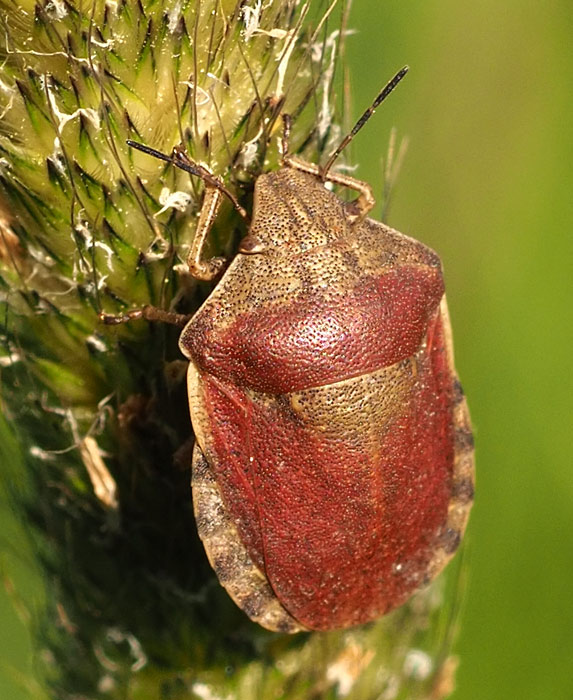 Schildkrötenwanze, Eurygaster testudinaria